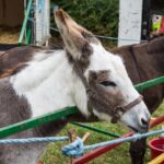 Thumbnail of http://Sulhamstead%20&%20Ufton%20Nervet%20Fete%202016